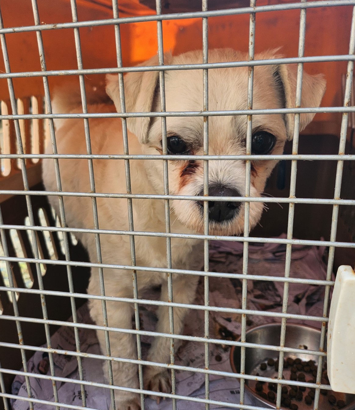 울산유기동물보호센터_431372202300747