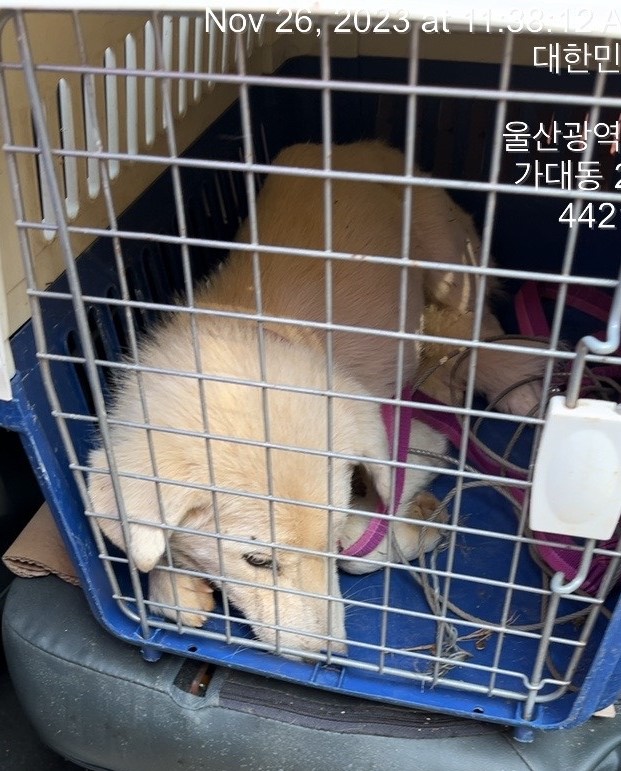 울산유기동물보호센터_431372202300746