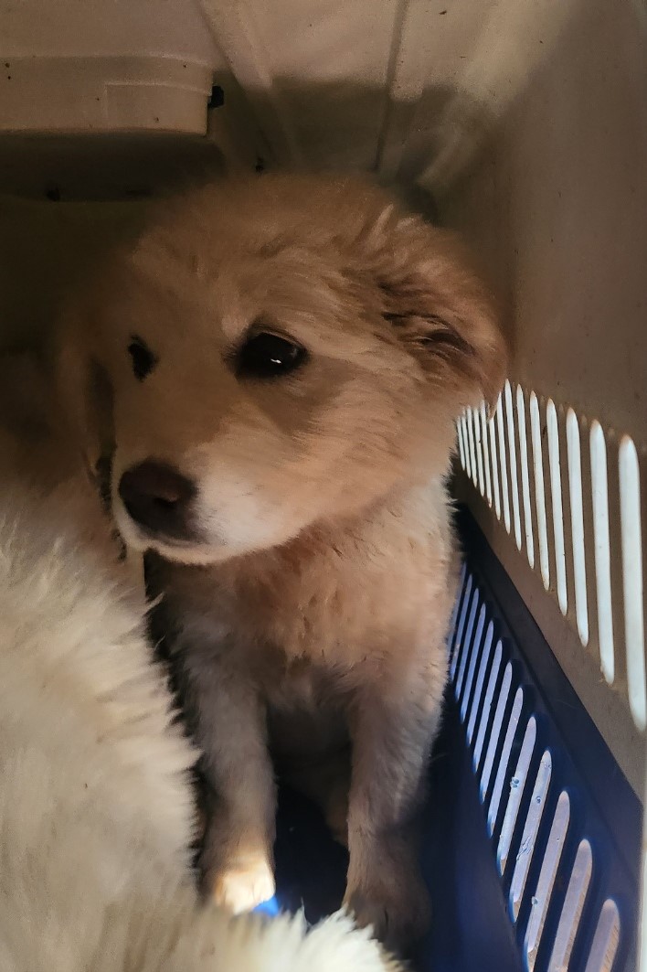 울산유기동물보호센터_431373202301370