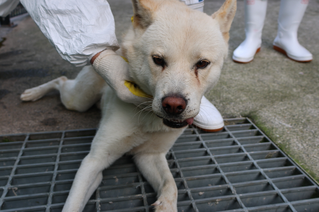 제주 동물보호센터_450650202304111