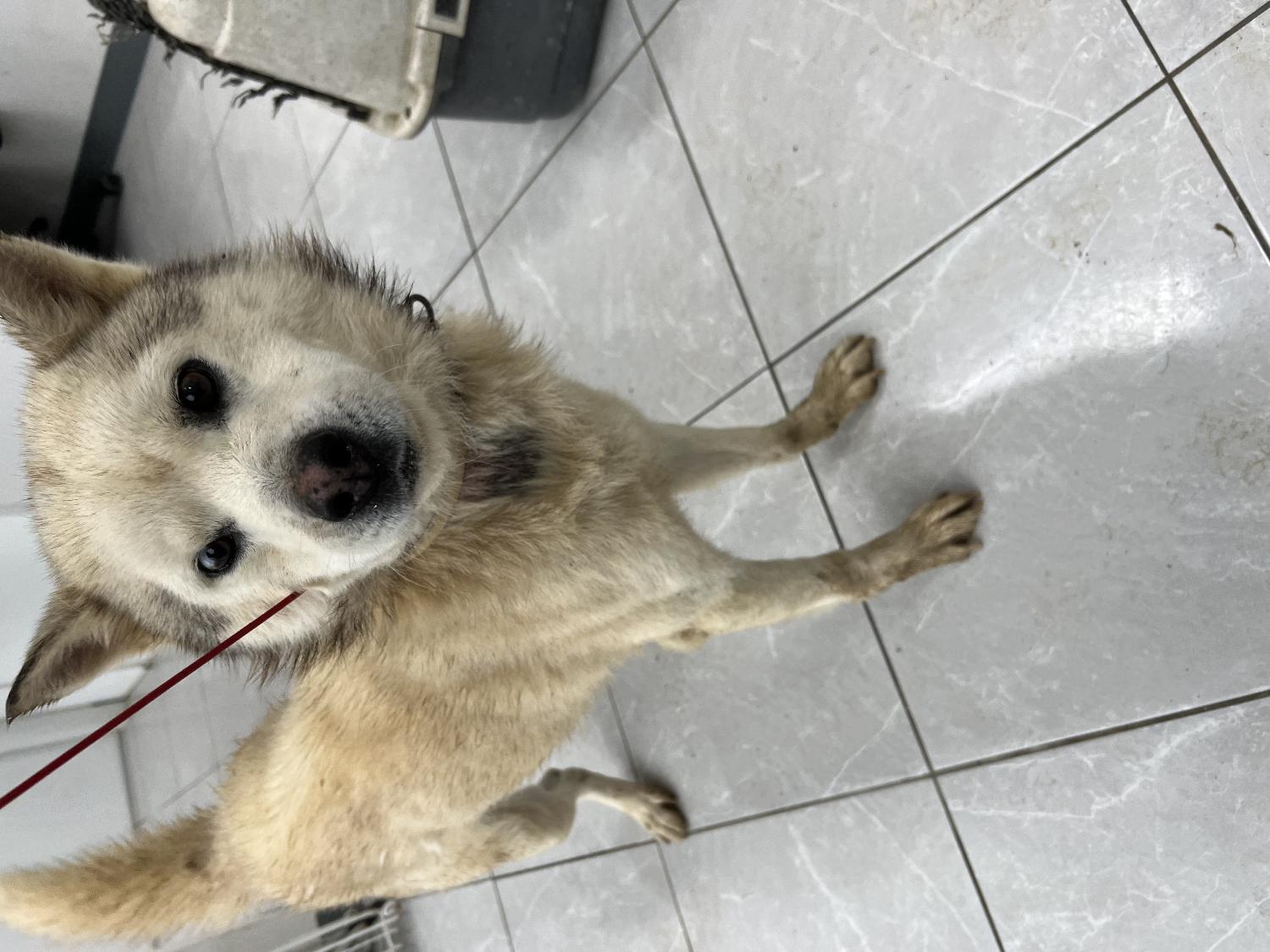 담양군 동물보호센터_446485202300669