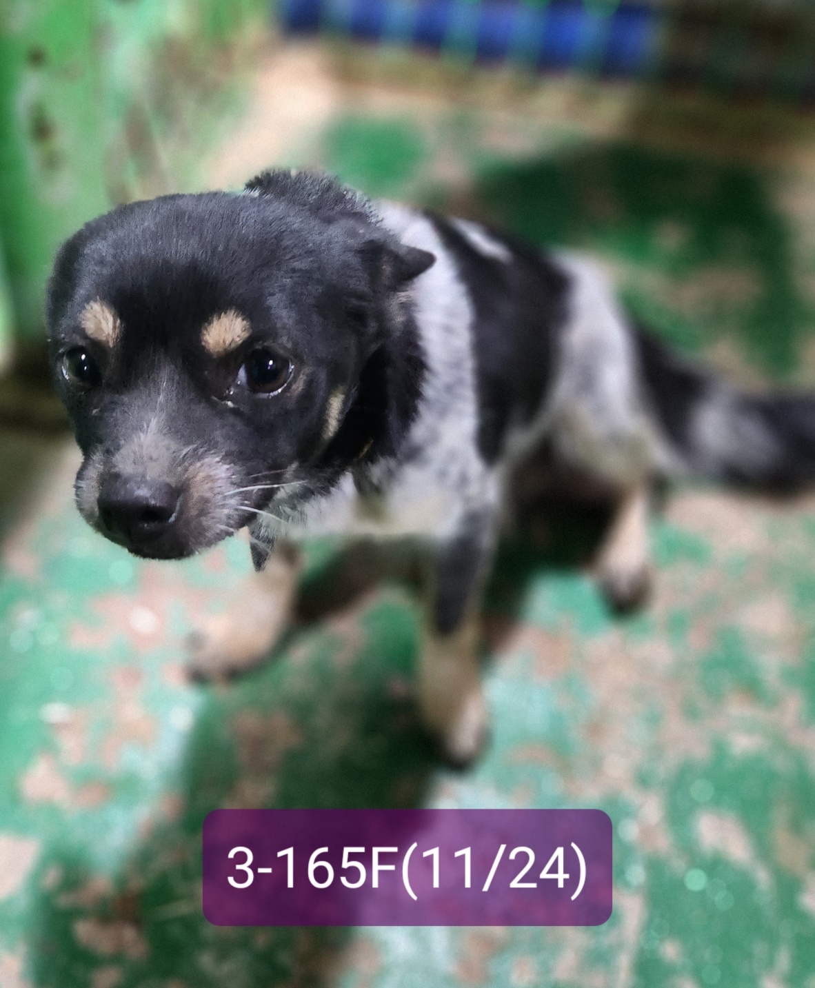 고성군유기동물보호소_448542202302436