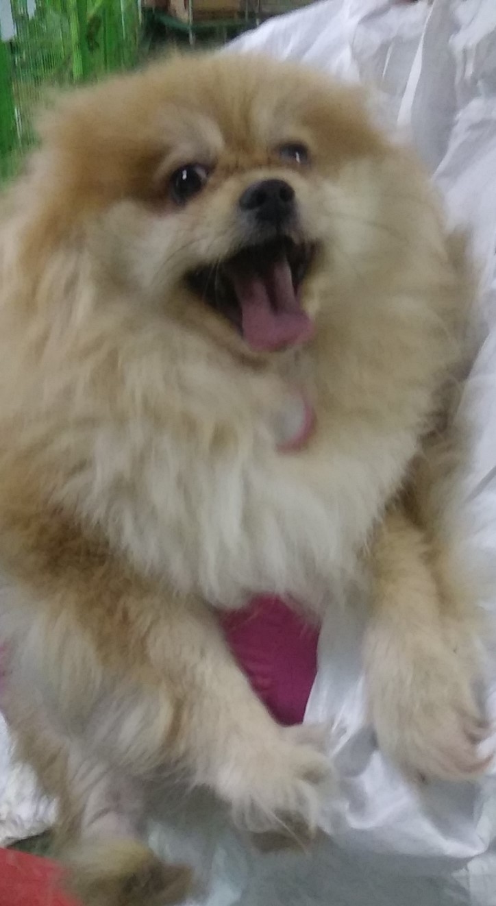 인천광역시수의사회_428351202300970