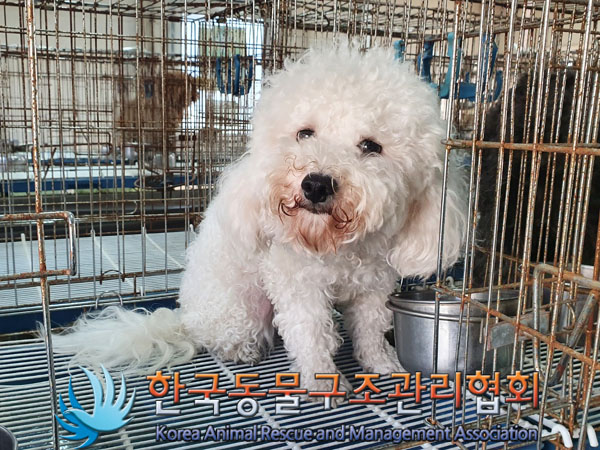종료(입양) 비숑 …