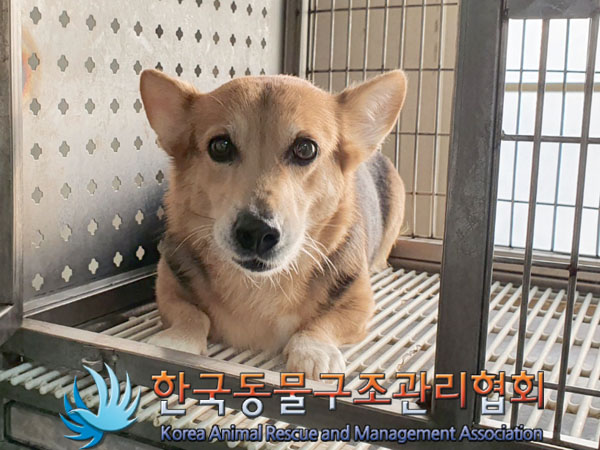 종료(반환) 웰시 …