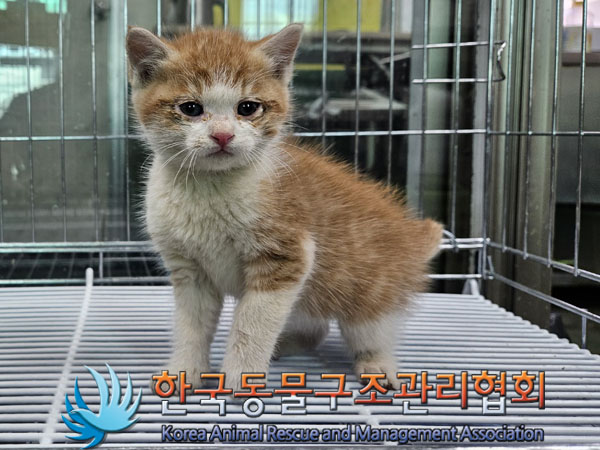 한국동물구조관리협회_441559202301251