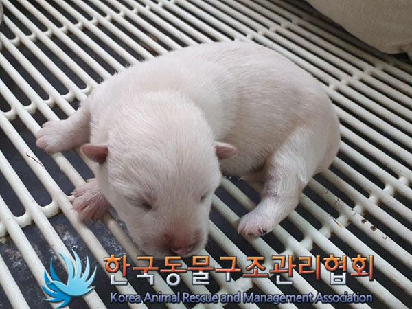 한국동물구조관리협회_441406202302016