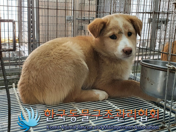 한국동물구조관리협회_441560202301646