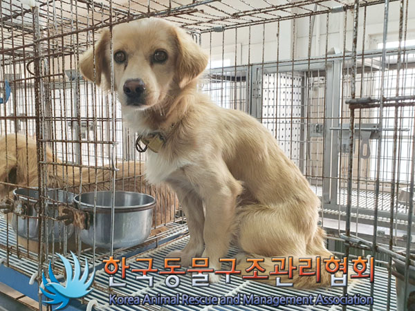 종료(기증) 믹스견…