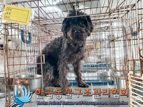 한국동물구조관리협회_411310202300593