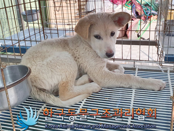 한국동물구조관리협회_441406202302011