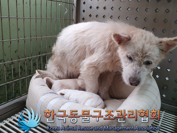 한국동물구조관리협회_441406202302015