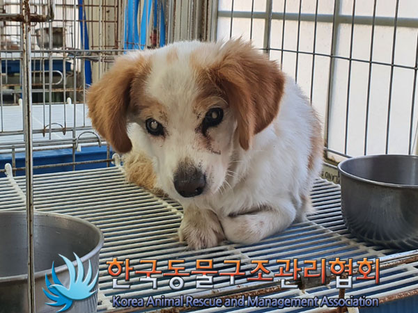 한국동물구조관리협회_441559202301249