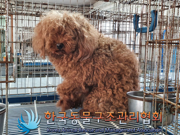 종료(반환) 푸들의…