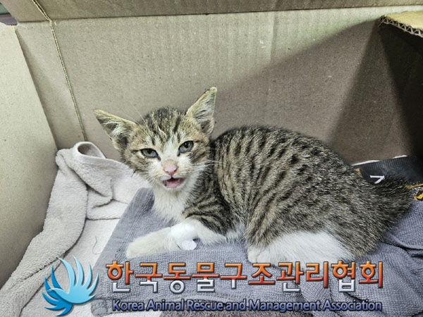 종료(입양) 한국 …