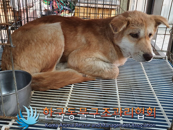 한국동물구조관리협회_441406202302014