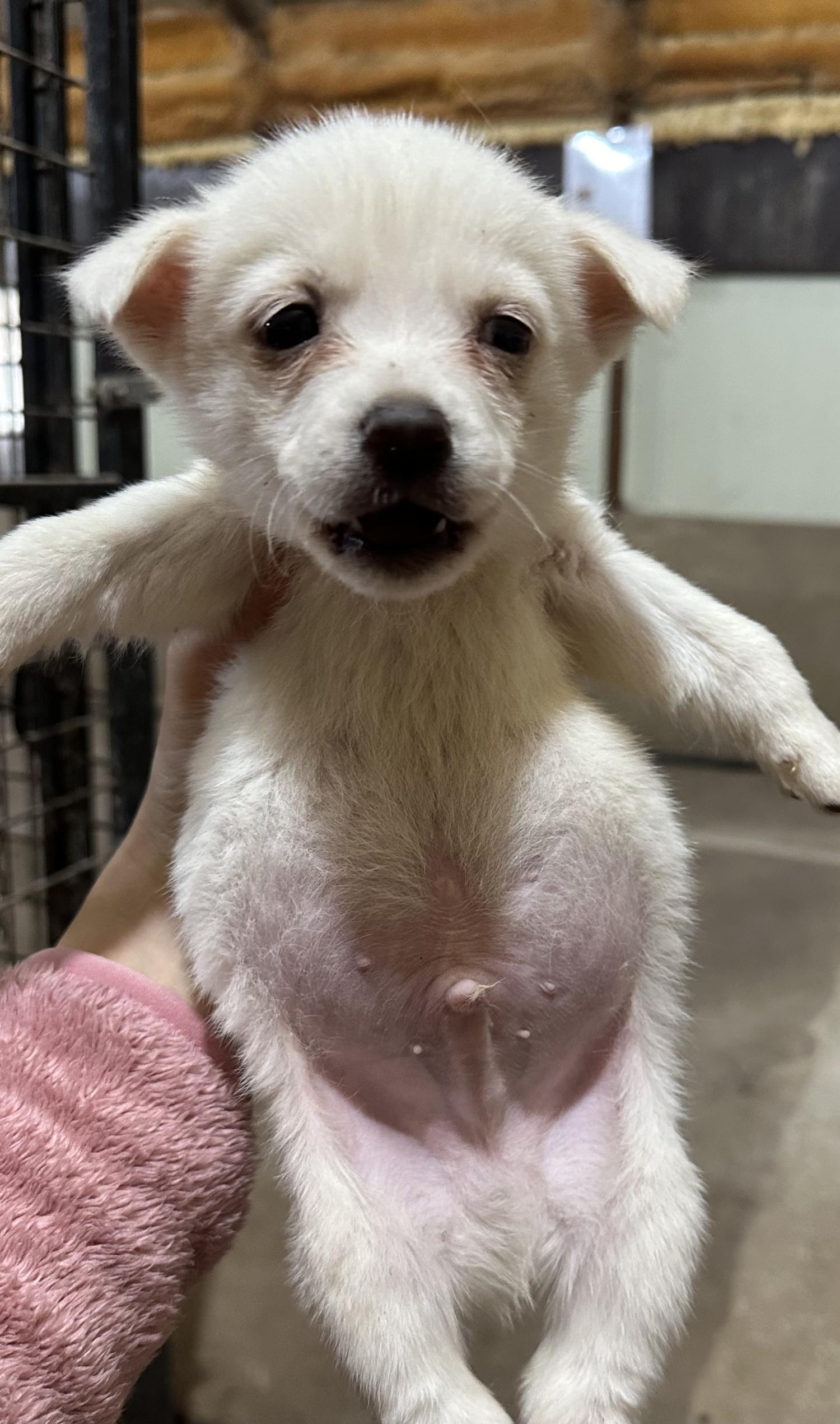 상주시 동물보호센터_447511202301151