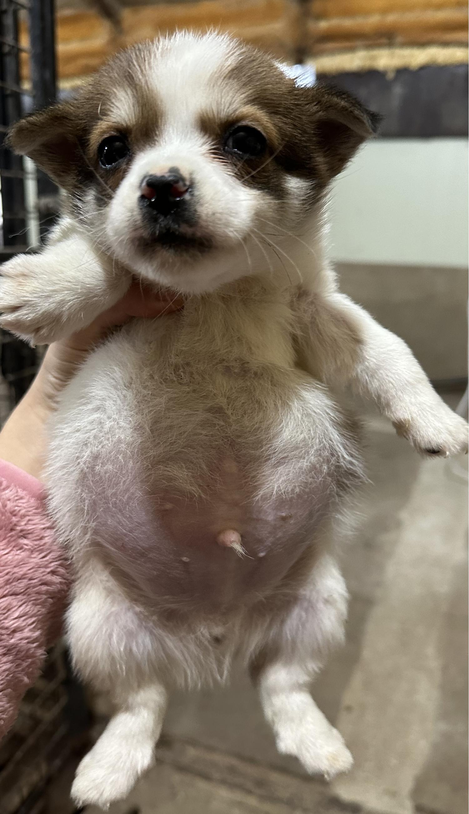 상주시 동물보호센터_447511202301150