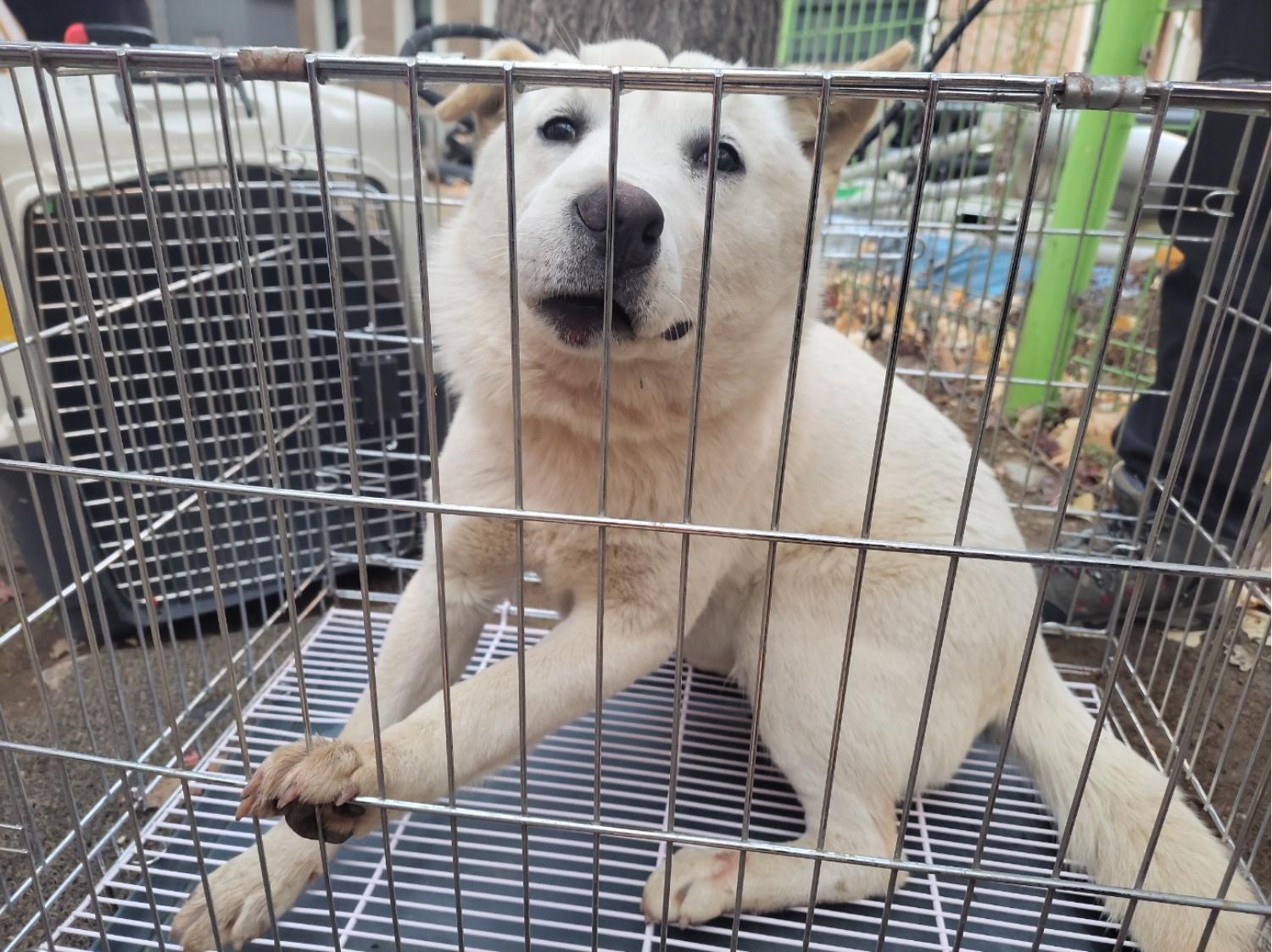 고양시동물보호센터_441394202302585