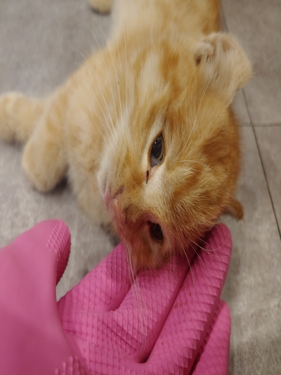 누리동물병원_426340202300493
