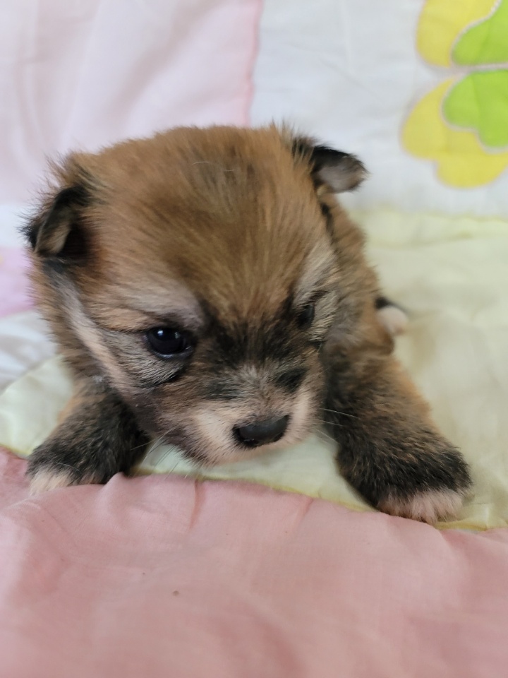 괴산증평동물보호센터_443446202300609