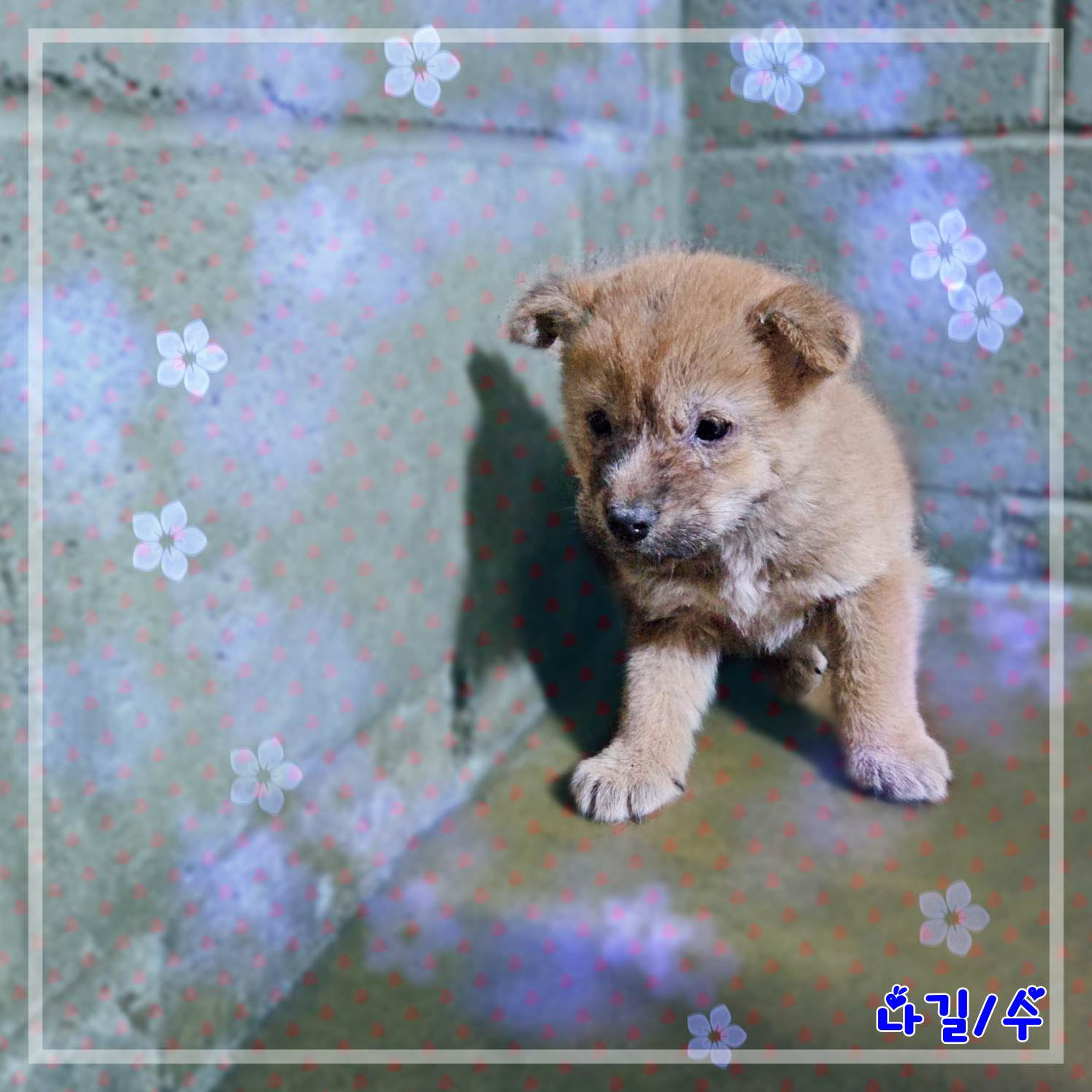 군산유기동물보호센터_445467202302551