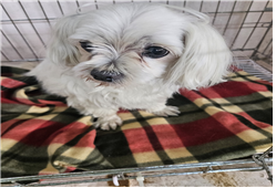 유기동물및관리협회_448535202301925
