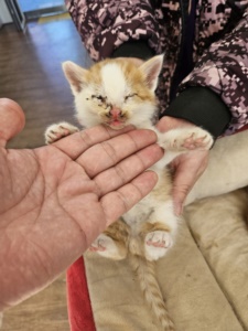 보호중 한국 고양이…