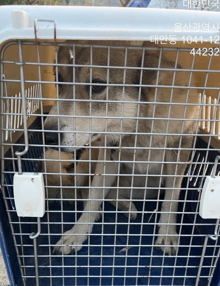울산유기동물보호센터_431372202300752