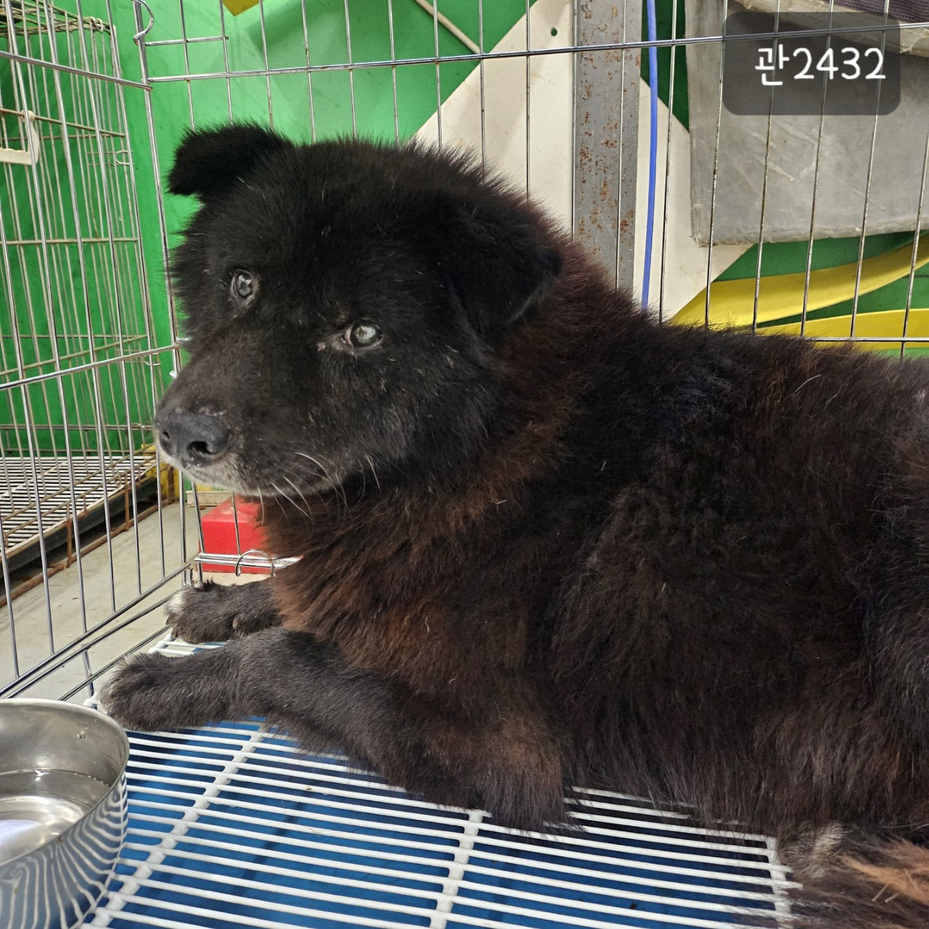 고양시동물보호센터_441394202302432