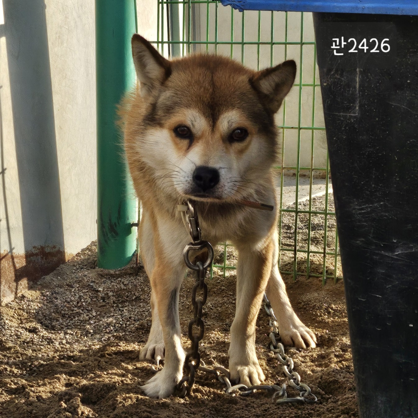 고양시동물보호센터_441394202302426