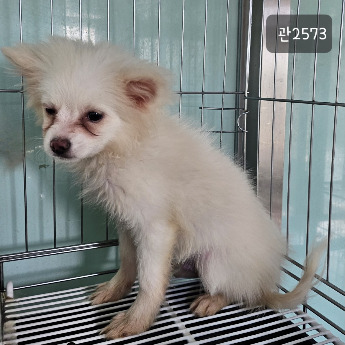 고양시동물보호센터_441394202302573