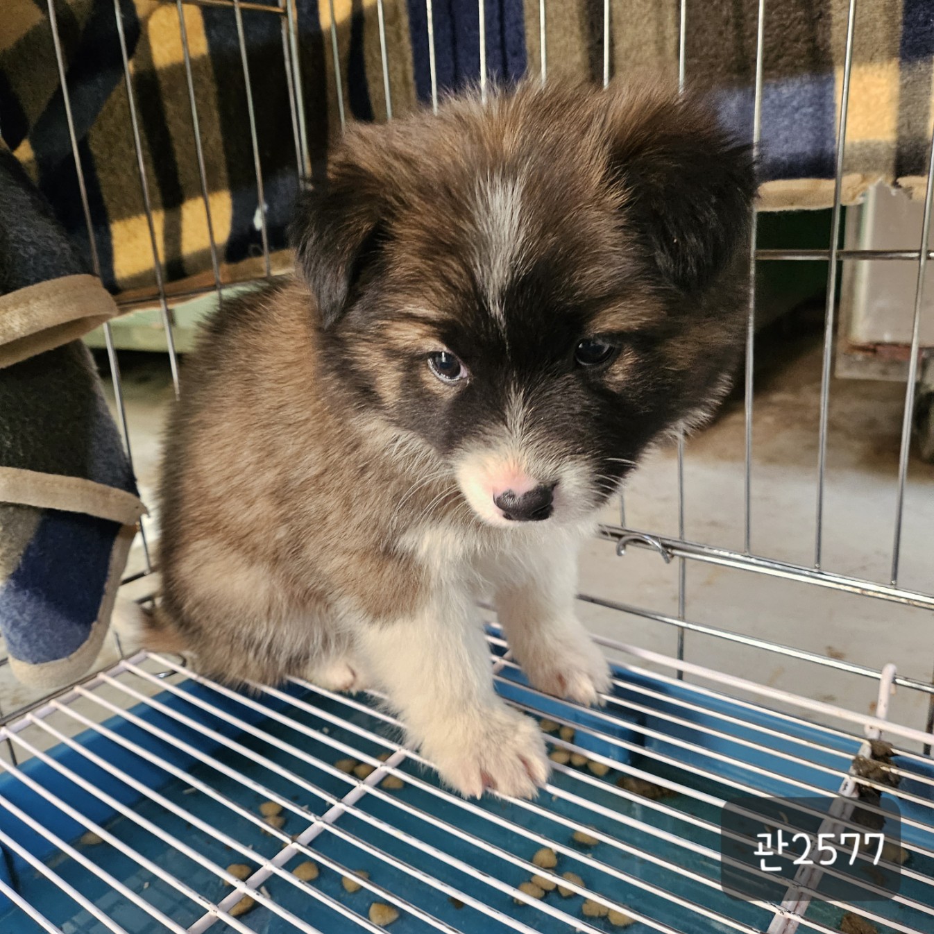 고양시동물보호센터_441394202302577