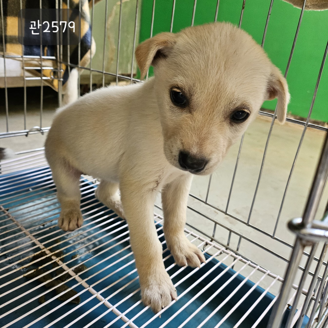 고양시동물보호센터_441394202302579