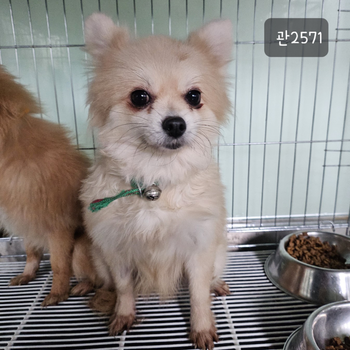 고양시동물보호센터_441394202302571