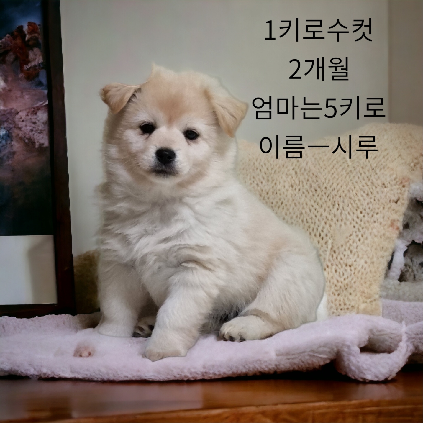 성주유기동물보호센터_447521202300376