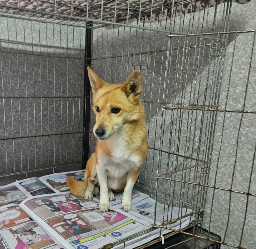 창원유기동물보호소_448567202301541