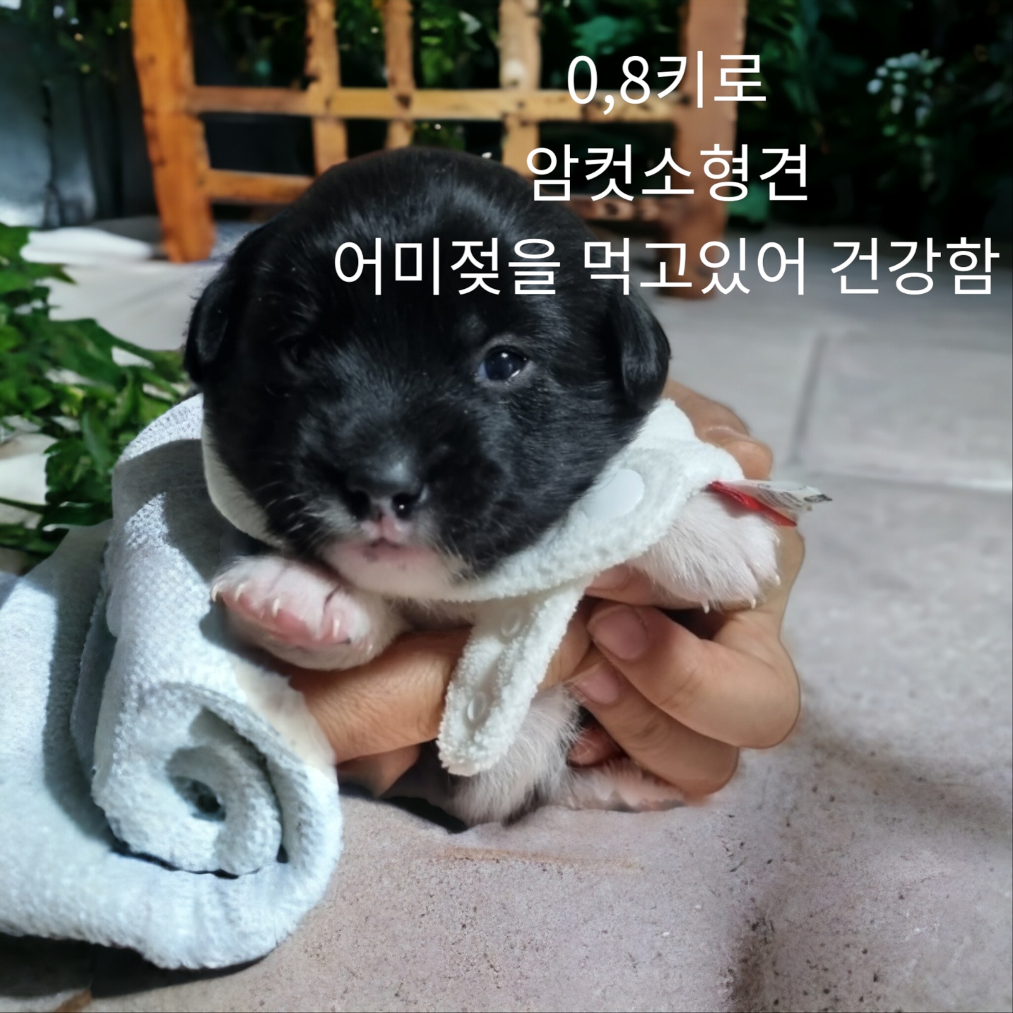 성주유기동물보호센터_447521202300373