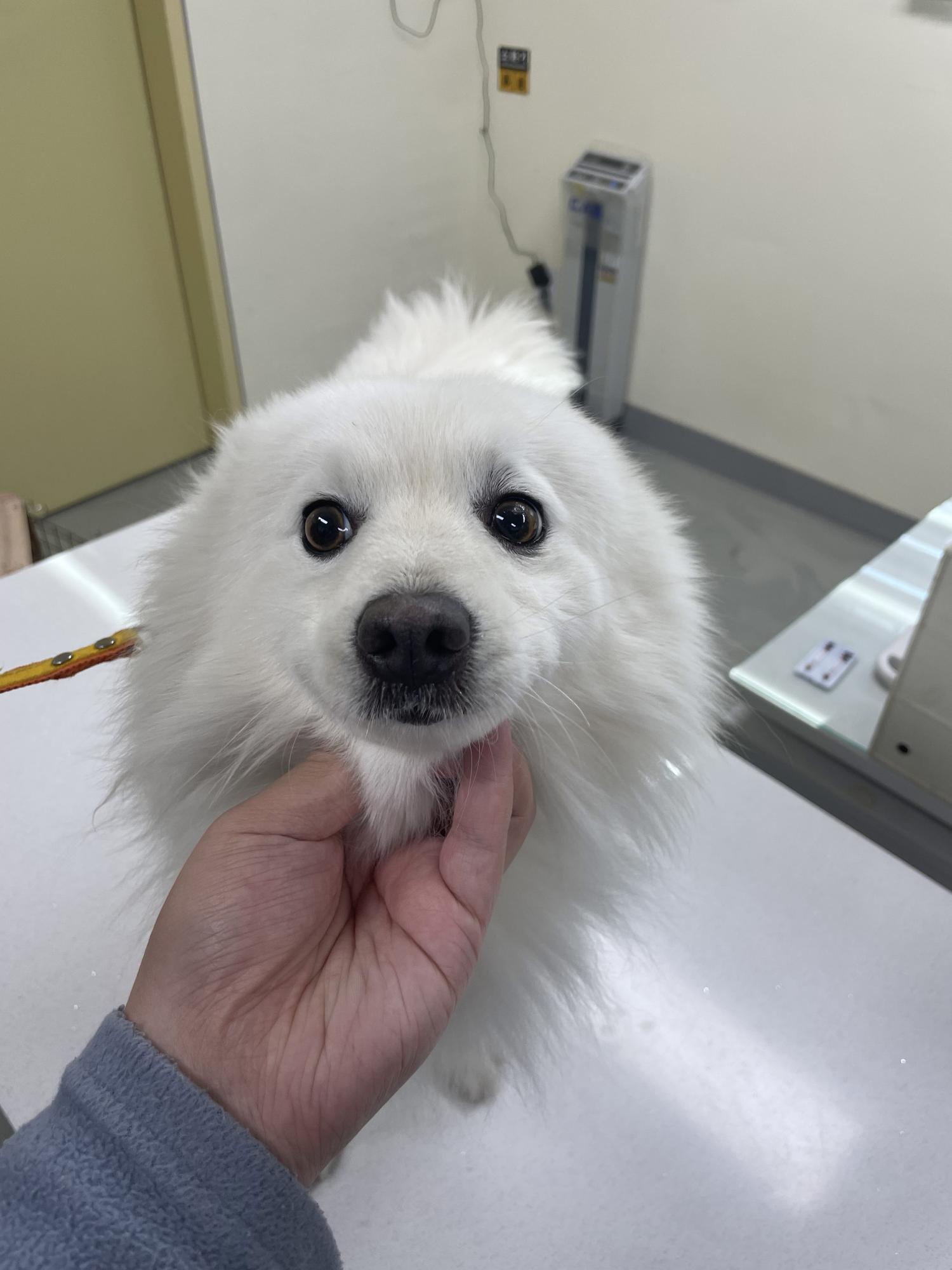 아산동물복지지원센터_444452202302142
