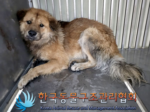 한국동물구조관리협회_411311202300990