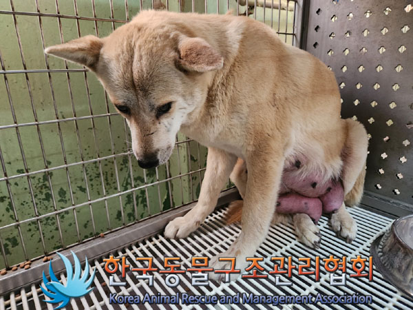 한국동물구조관리협회_441406202302018