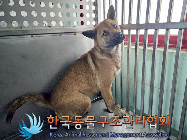 한국동물구조관리협회_411311202300991