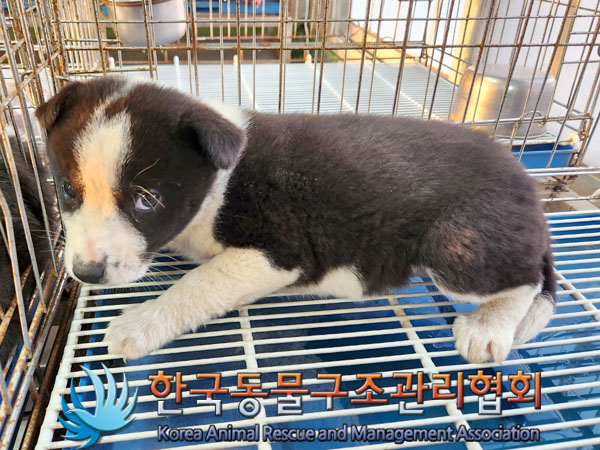 한국동물구조관리협회_441406202302024