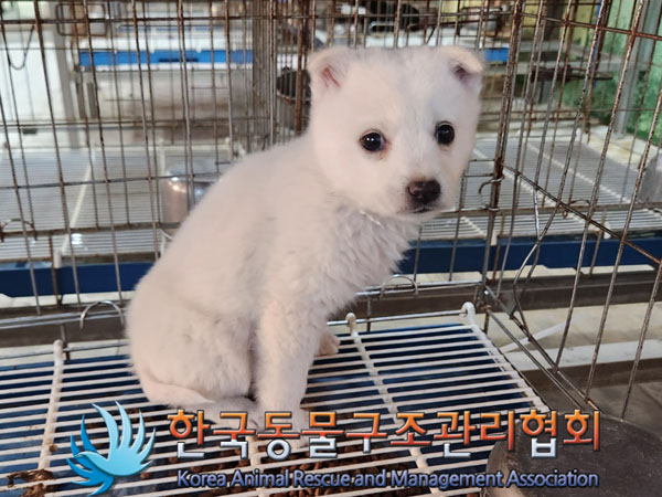 한국동물구조관리협회_441559202301254