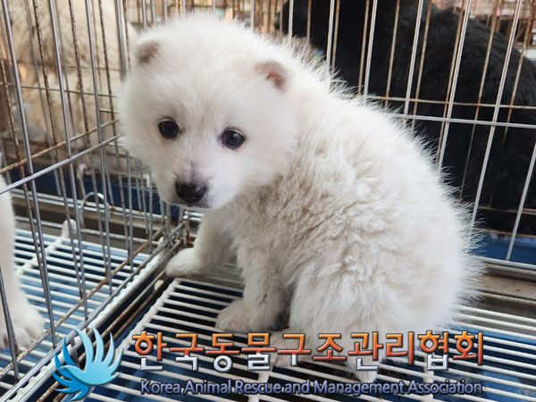 한국동물구조관리협회_441559202301252