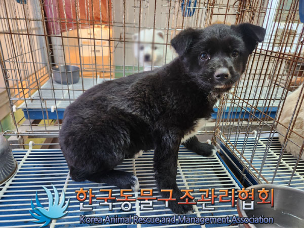 한국동물구조관리협회_441406202302020