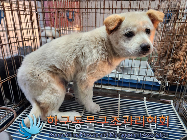 한국동물구조관리협회_441406202302021