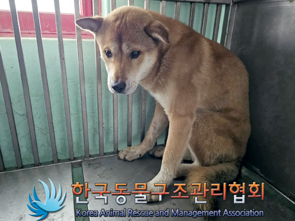 종료(안락사) 믹스…