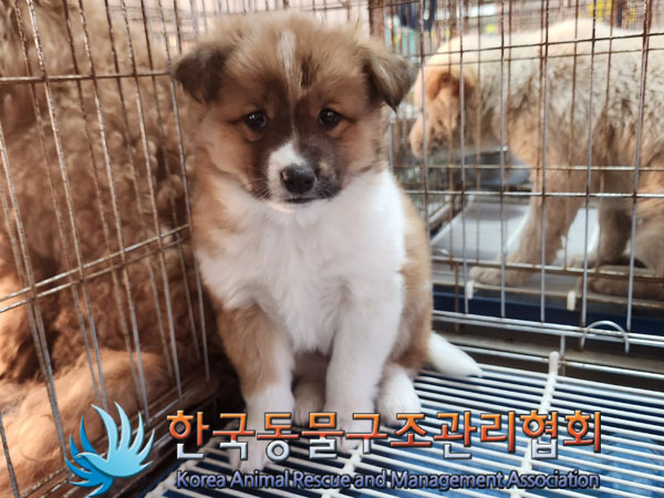 한국동물구조관리협회_441392202300266