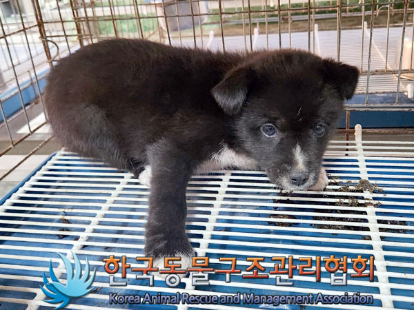 한국동물구조관리협회_441406202302022